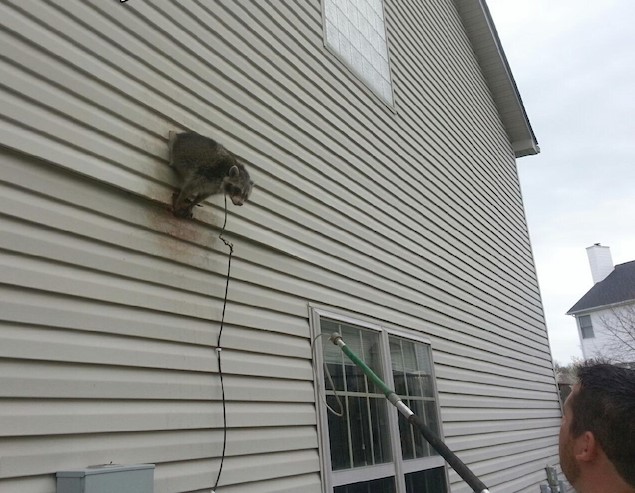 image of Racoon in House Vent in Lexington